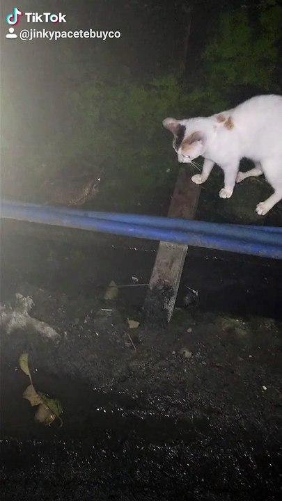 the battle 