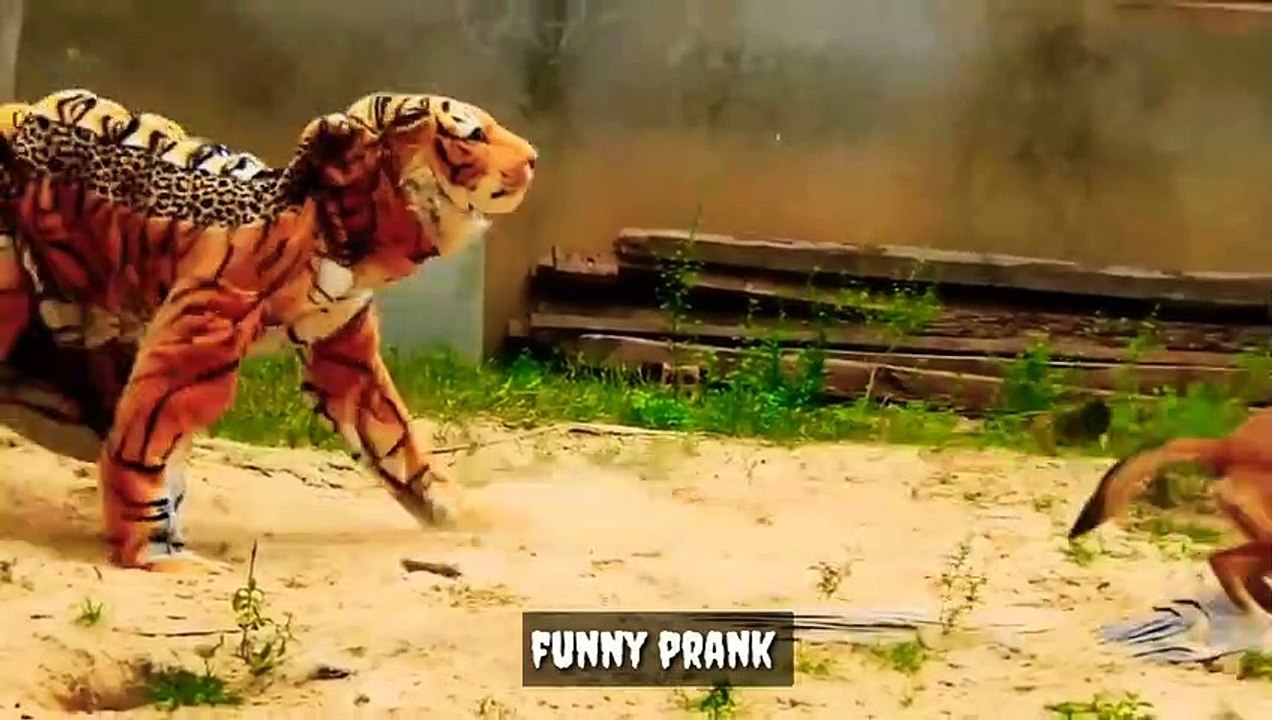 Funny pranks_Prank videos _Tiger_Animals_Animal pranks_Dog vs face tiger_Maha futv_