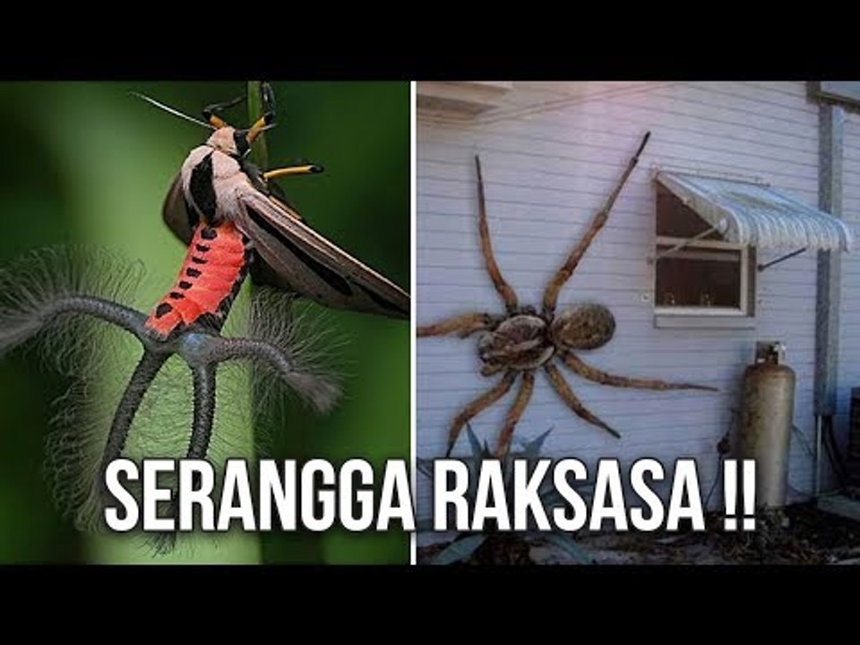 5 HAL MENGEJUTKAN YANG TERJADI JIKA OKSIGEN DI BUMI MENINGKAT 200%