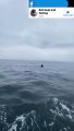 Des pêcheurs bretons tombent nez à nez avec un requin de 8 mètres de long ! (vidéo)