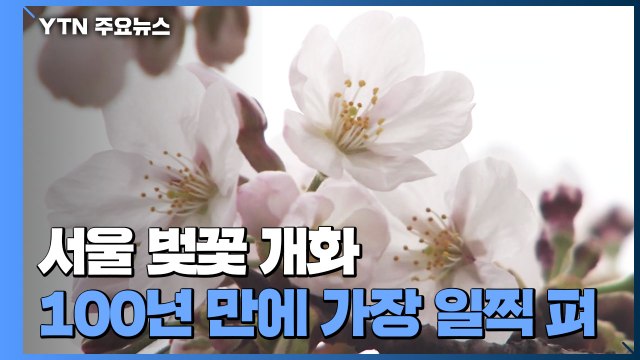 서울 벚꽃, 100여 년 만에 가장 일찍 개화... 봄·여름 길어졌다 / YTN