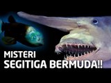 4 SPESIES YANG HIDUP DI BAWAH SEGITIGA BERMUDA