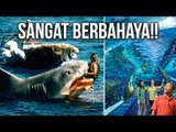 5 ALASAN KENAPA HIU PUTIH TIDAK PERNAH ADA DI AKUARIUM WISATA DUNIA