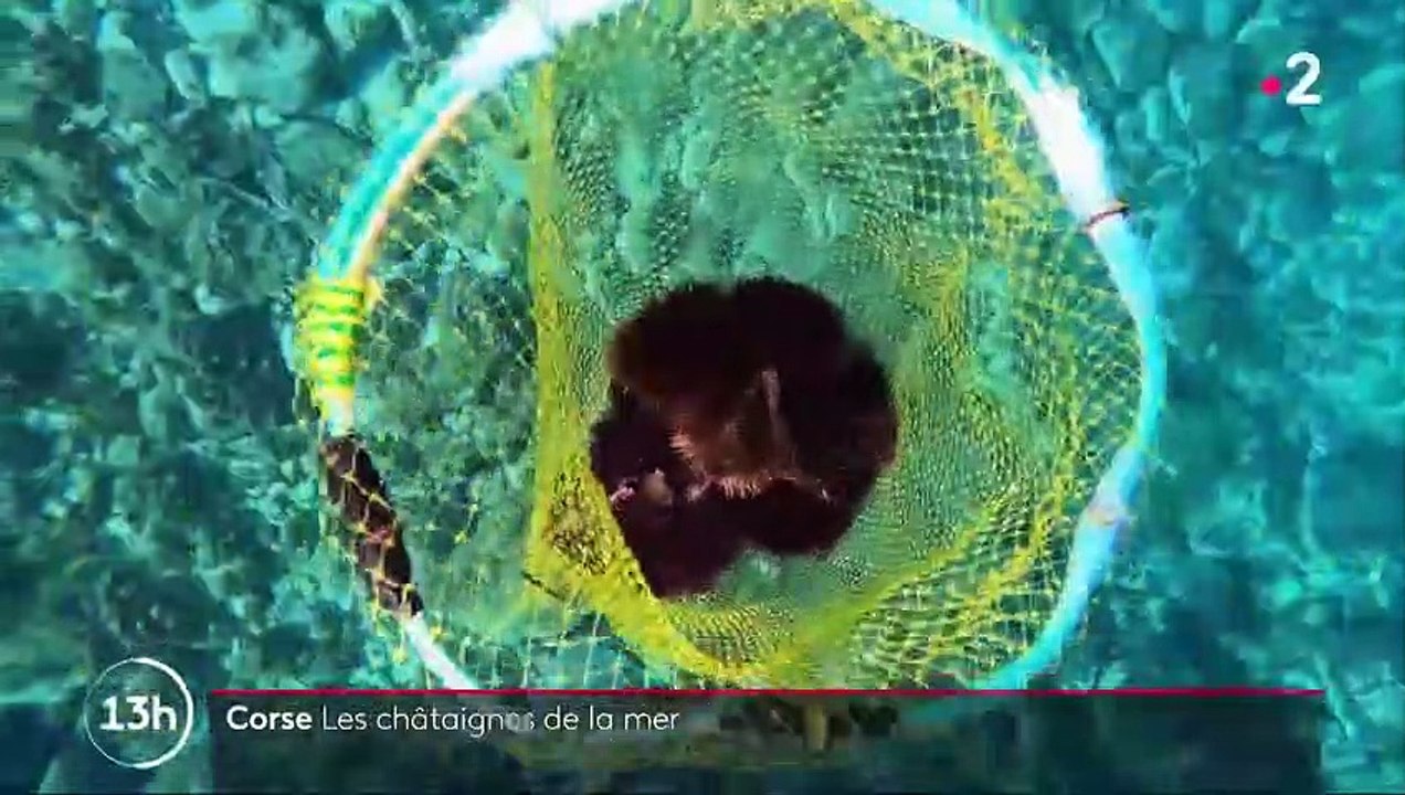 Haute-Corse : à la pêche aux oursins, les célèbres châtaignes de la mer