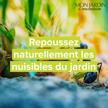 Repoussez naturellement les nuisibles du jardin