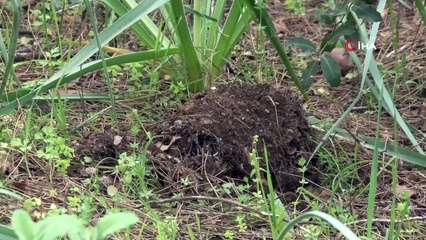 İzinsiz toplanan 346 orkideye 160 bin TL ceza