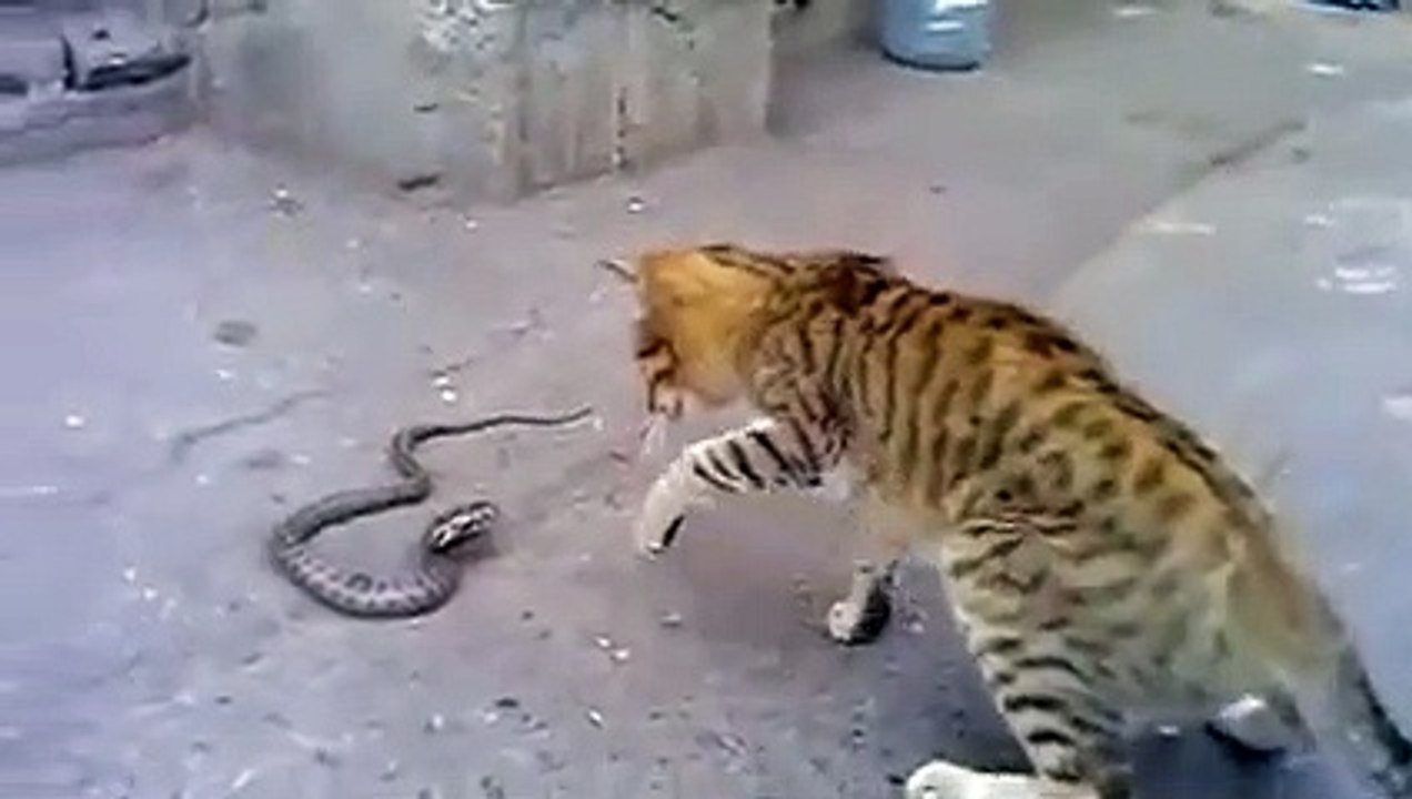 قط أليف في معركة مع أفعى....شاهدوا من الفائز CAT vs SNAKE