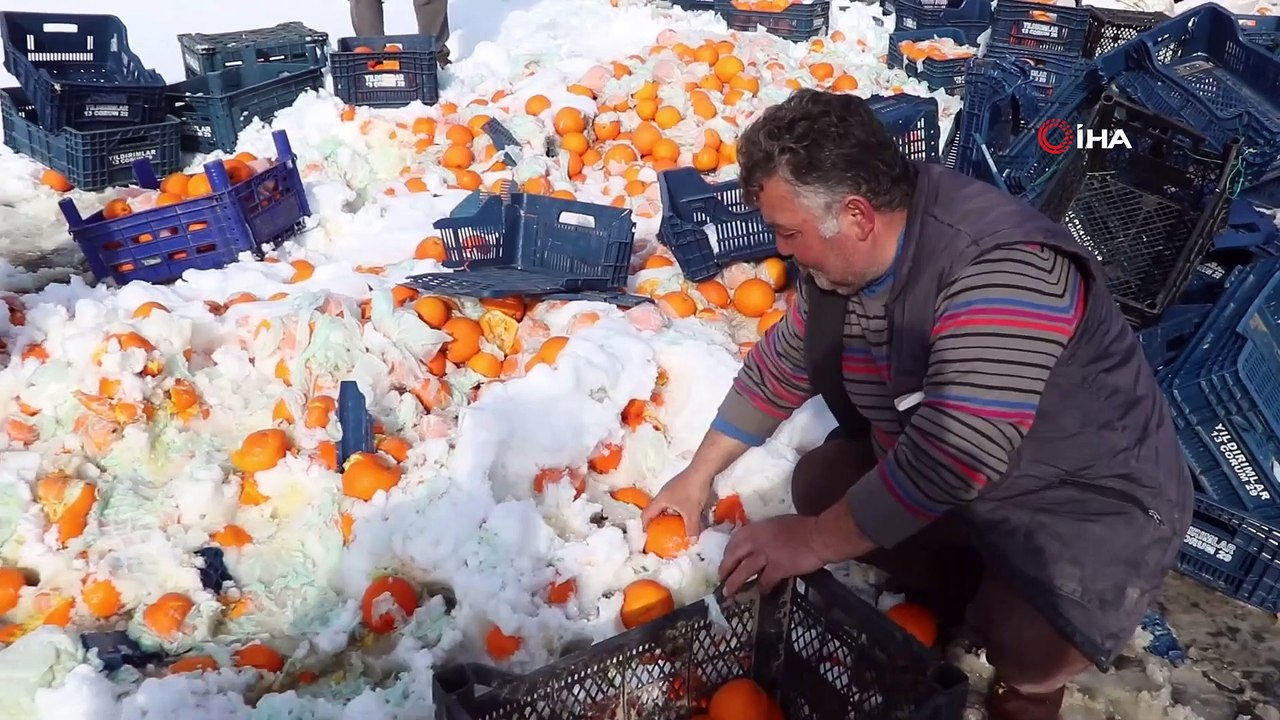 Portakal Yüklü Tır Devrildi, Tonlarca Portakal Karayoluna Saçıldı