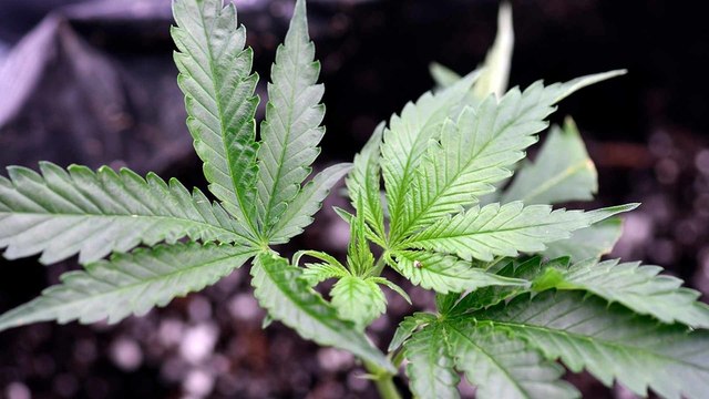 Lawmakers Reach Deal to Legalize Recreational Marijuana in New York