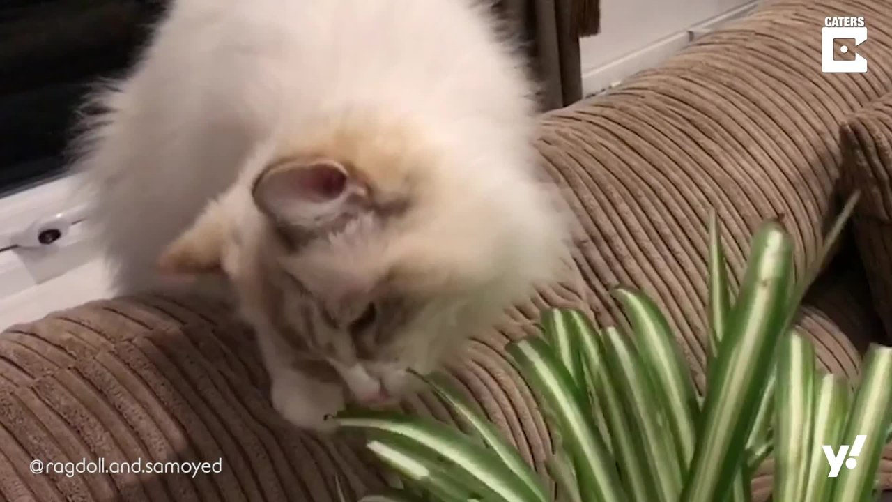 Hund und Katze sind beste Freunde und könnten Zwillinge sein