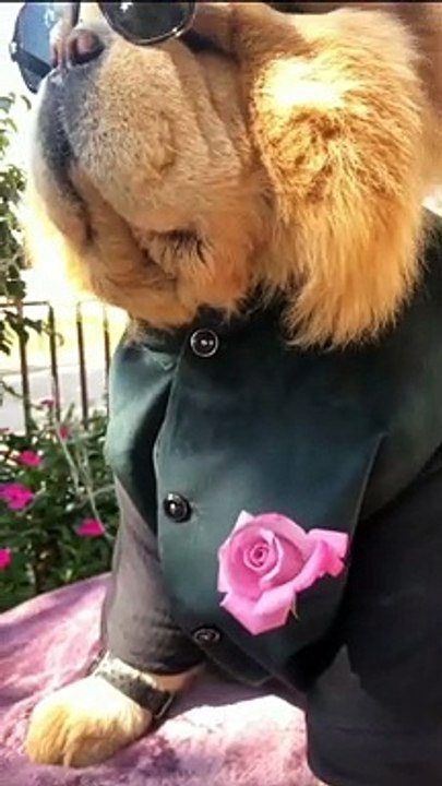 Cute ❤ Doggy