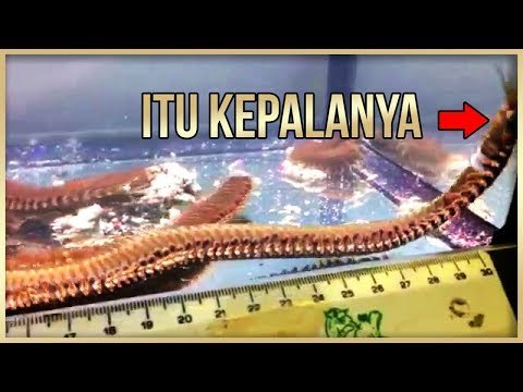UKURANNYA KECIL, TAPI MAKAN YANG UKURAN GEDE! 5 HEWAN MAKAN HEWAN YANG BERUKURAN LEBIH BESAR