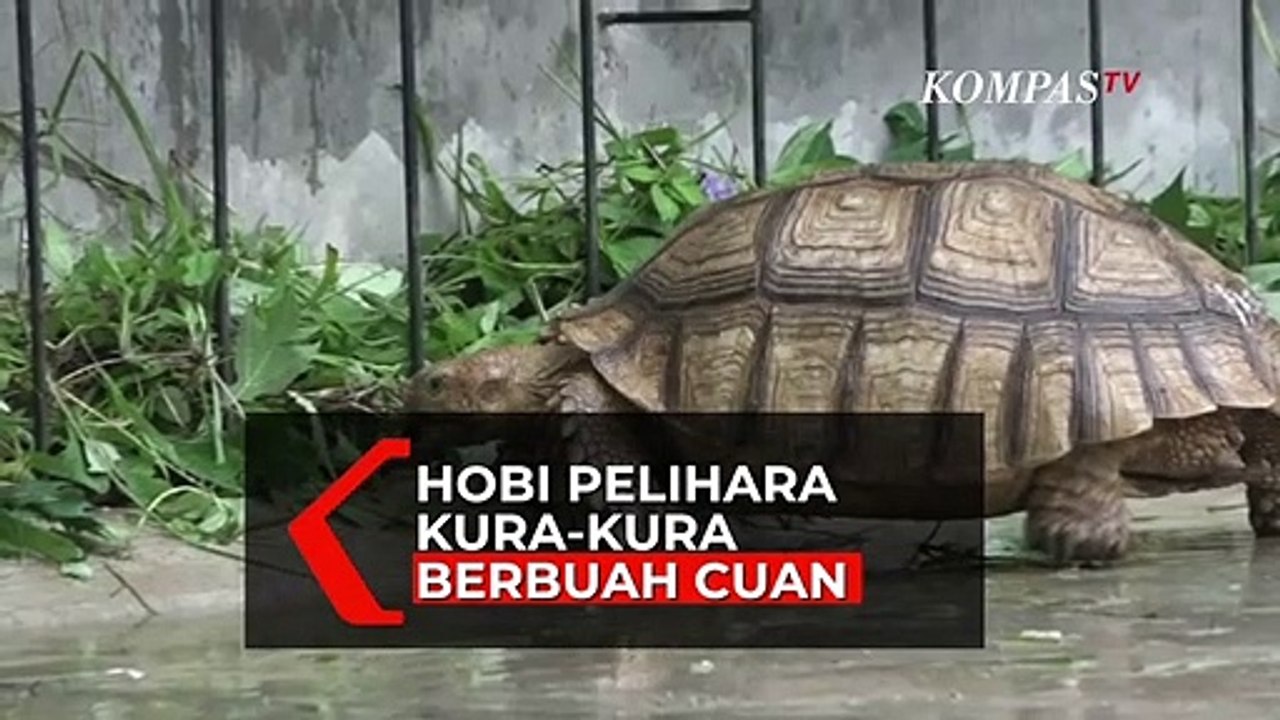 Hobi Merawat Kura-Kura, Ternyata Bisa Berujung Cuan