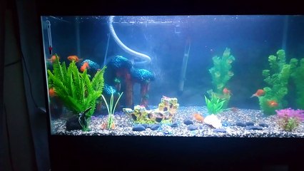 our little aquarium