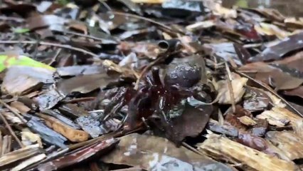 En Australie, alerte à l'invasion de mygales après des inondations historiques