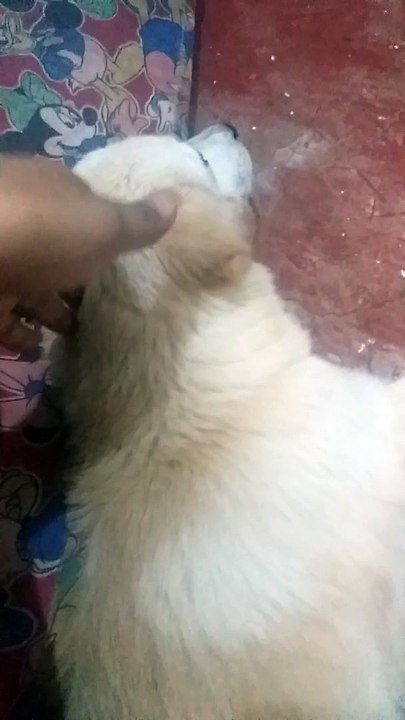 MEET MY BABY OREO