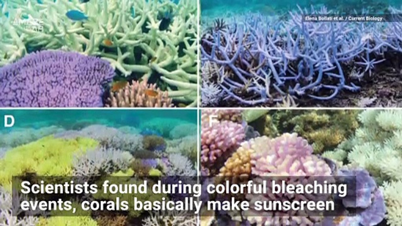 Coral Bleaching Causes Some Corals to Turn Neon Colors and It’s Really Cool Looking!