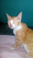 when ur cat reply to you