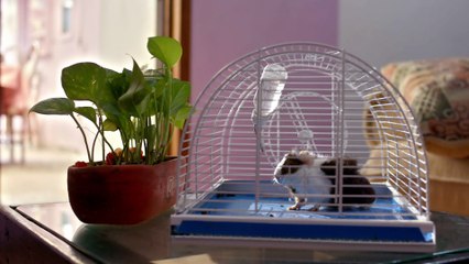 مسلسل الطائر المجروح الموسم 2 الحلقه 43