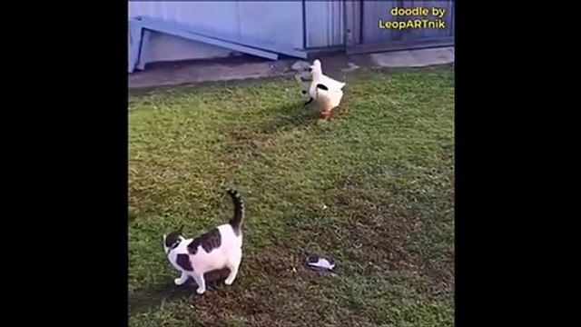 Des canards paparazzi suivent un chat