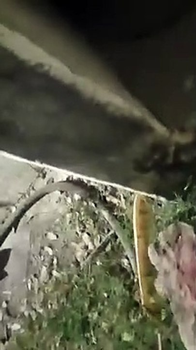 15-20 लाख रुपए जलाने के बावजूद तहसीलदार से 1.31...