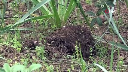 İzinsiz toplanan 346 orkideye 160 bin TL ceza