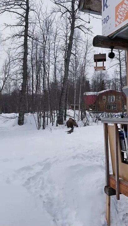 Moose Ignores Dog, Dog Ignores Human