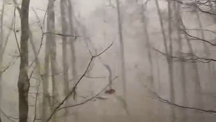 Trees buckle under forceful winds