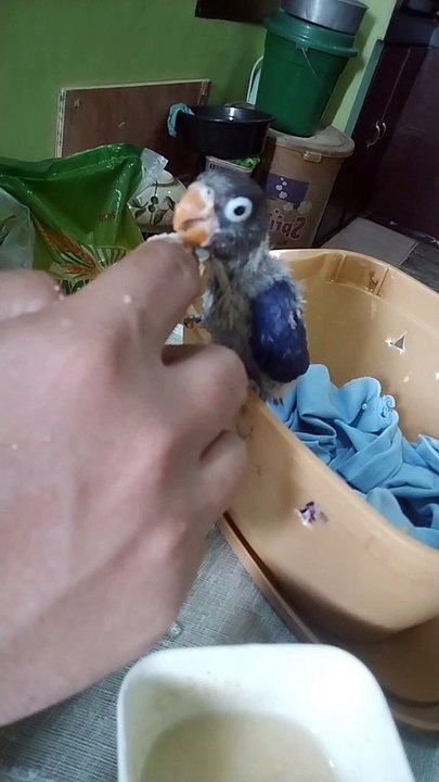 hand feeding