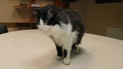 Conoce a Pooh, el primer gato biónico de Europa que pudo volver a caminar
