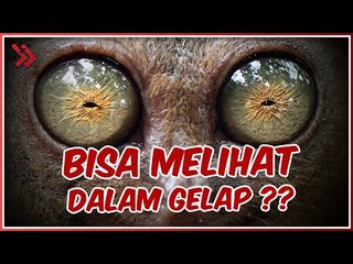 MAMPU MENEMBUS GELAP, 5 HEWAN DENGAN PENGLIHATAN MALAM TERBAIK!