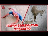 8 Hewan Unik yang Memiliki Kekuatan Superhero!