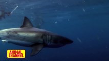 Most Incredible FISH Attacks - Great White Shark vs Seal, Eel vs Crab, Crocodile and other Animals