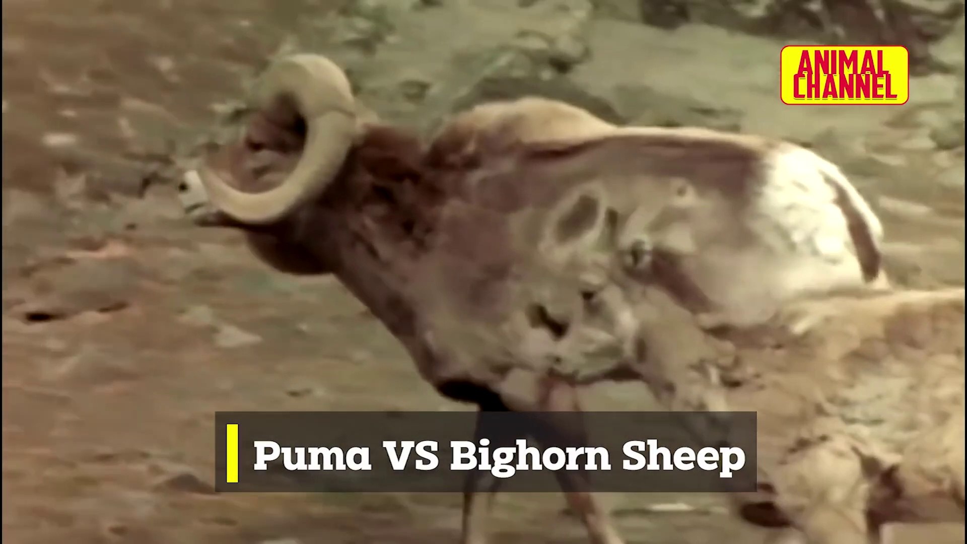 Incredible PUMA Attacks - Cougar vs Bighorn Sheep, Mountain Lion vs Bear,  Sloth and other Animals - Video Dailymotion