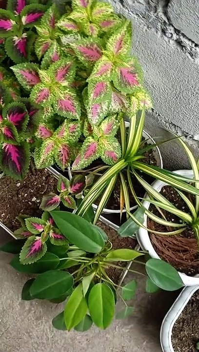 watch a beautiful and simple plants