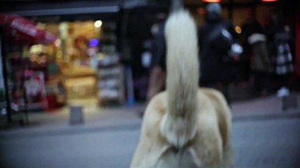 Stray - Clip - Eavesdropping