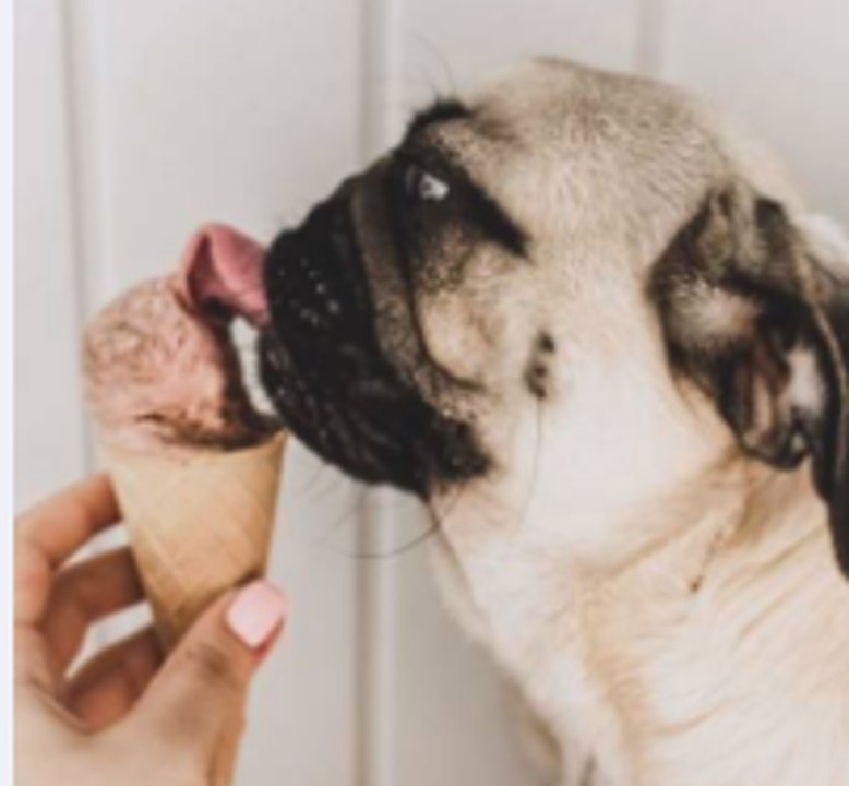 Ces aliments humains que les chiens peuvent manger sans risque
