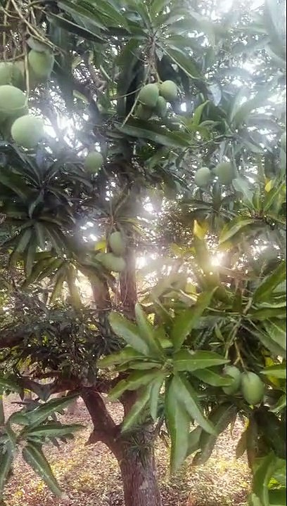 Mango