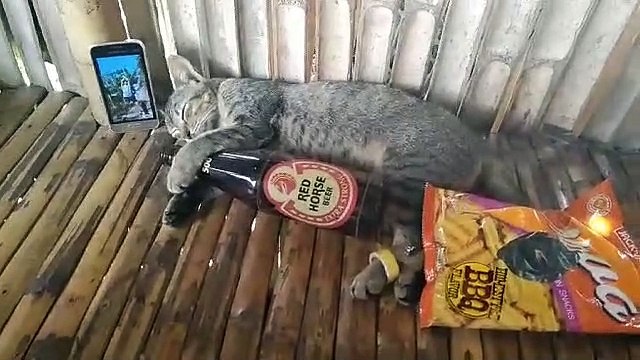 pusa naming lasing plss leave a tip thanks