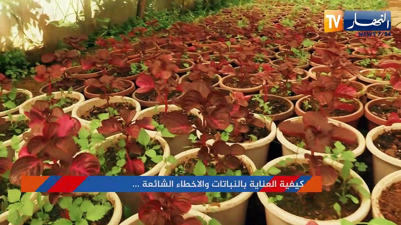 كيفية العناية بالنباتات والأخطاء الشائعة ...
