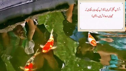 Fish in World Folk Literature (Famous Proverbs about Fish)