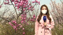 [날씨] 낮 기온 쑥, 봄꽃 활짝...주말 전국 비 / YTN