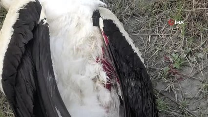 Göç esnasında soğuk havaya dayanamayan leylekler telef oldu
