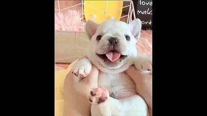 Funniest Animals  - Best Of The 2020 Funny Animal Videos  - Cutest Animals Ever.