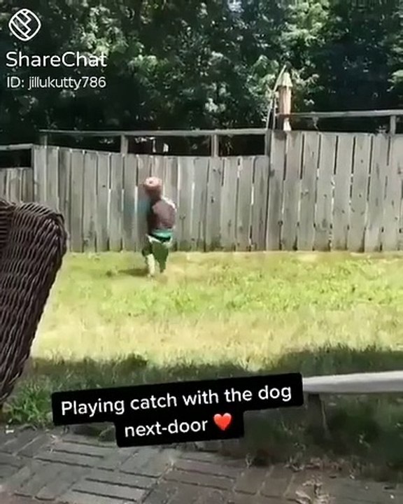 Dog catch ball