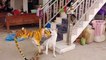 Wow Nice Fake Tiger Prank Dog!!! Dog Run Very Funny Prank Video 2021_