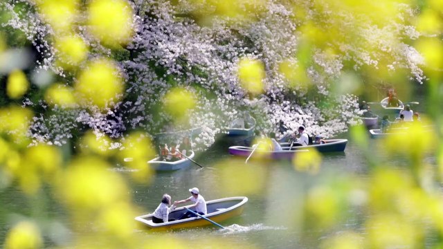 Sakura season: Japanese enjoy sweeping cherry blossom in spring sunshine