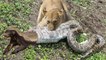 Lion of The God! Python, Honey Badger & Jackal Fight Each Other – Hyenas Protect Baby From Wild Dogs