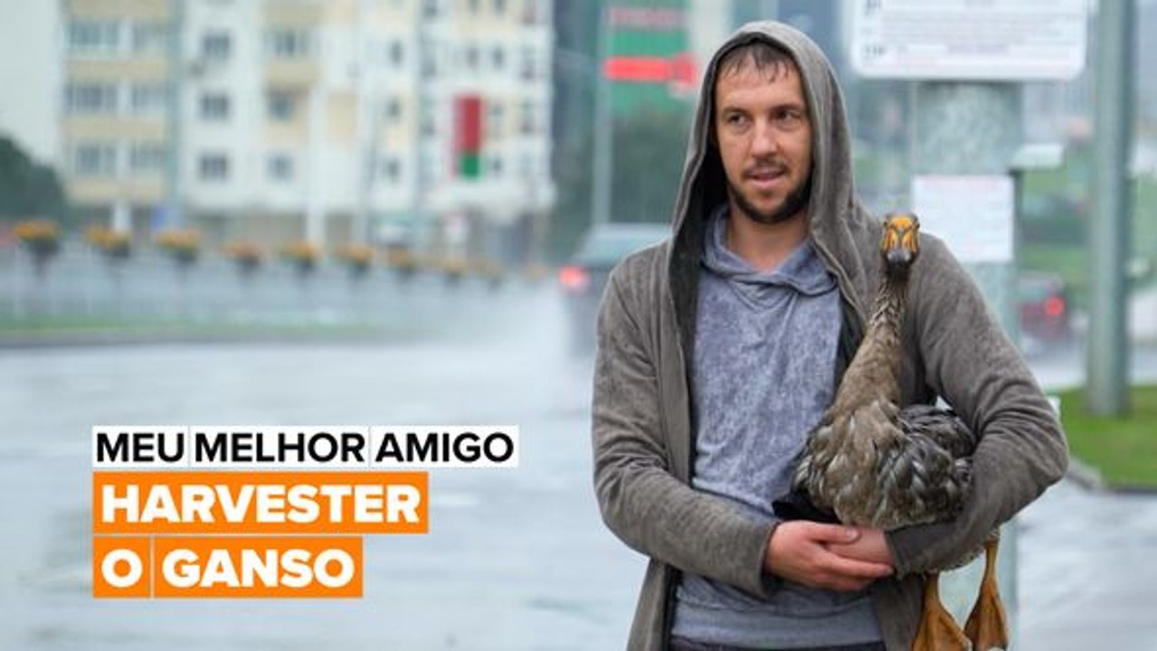 Como um ganso tornou-se o meu melhor amigo.