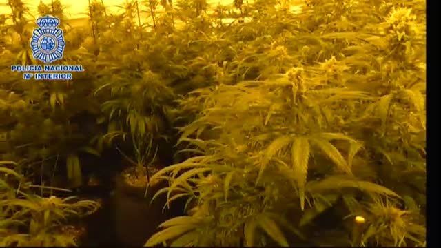 Desmanteladas dos plantaciones de marihuana en la Cañada Real a su paso por Madrid